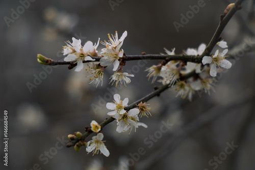 Obraz na płótnie Small white flowers on a dark background, the first spring flowers on the bushes w salonie