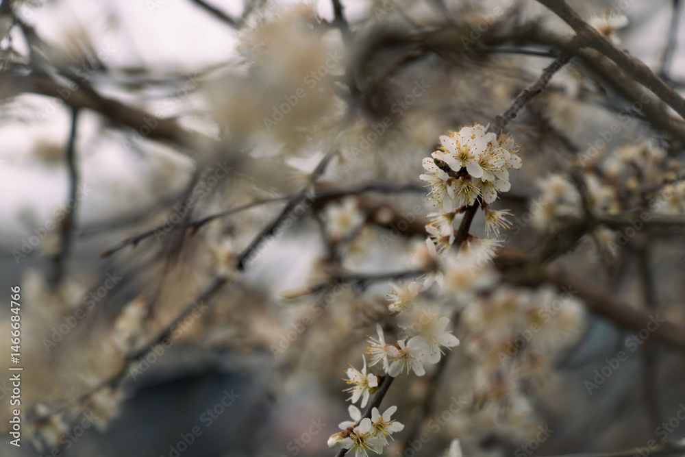 Early spring shot with selective focus on a flowering branch on a bush