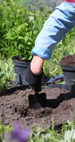 Gardener digging hole for planting hydrangea