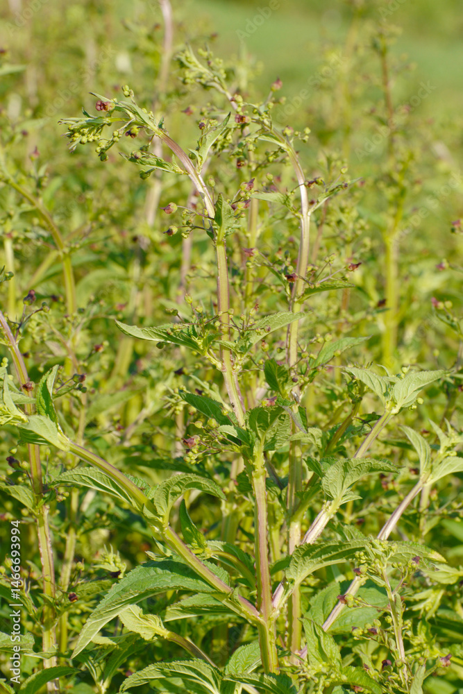 Obraz premium Knotige Braunwurz, Scrophularia nodosa