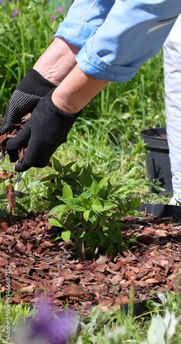 Gardener mulching seedling with bark chips