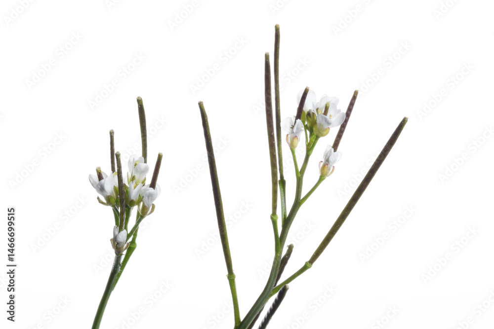 Fototapeta premium Behaarte Schaumkraut, Cardamine hirsuta