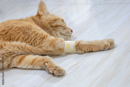 Orange cat lying on the floor with a bandaged front paw, calm and resting