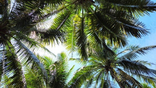 Vibrant tropical scene captures the upward view of tall coconut palm trees swaying gently under the clear blue sky. 