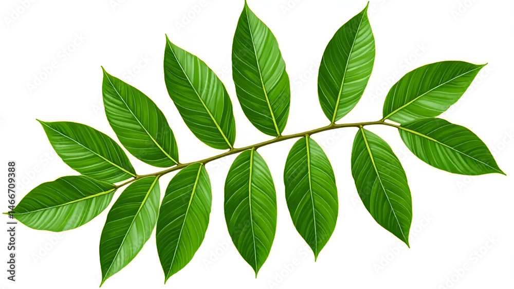 Fototapeta premium Tropical Green Leaf Cut Out Isolated on White Background – Botanical Exotic Foliage Clip Art