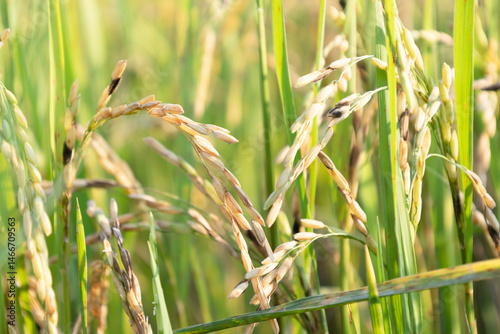 Fotografie Dirty panicle disease in rice