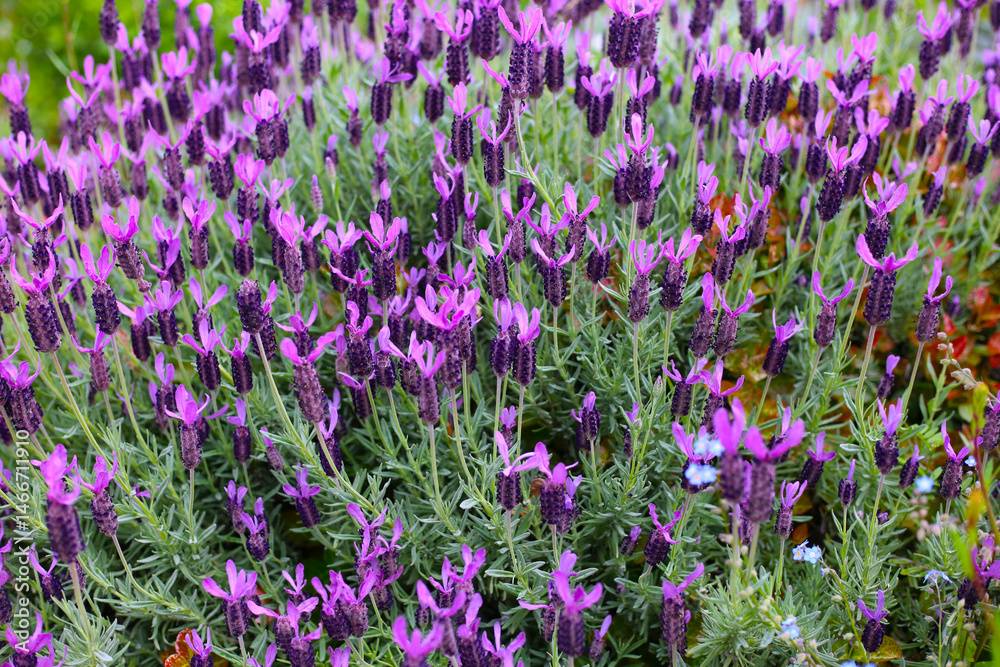 Obraz premium Beautiful purple flowers of French Lavender