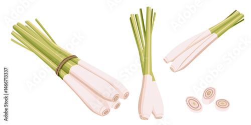 lemongrass on a white background.Vector eps 10	