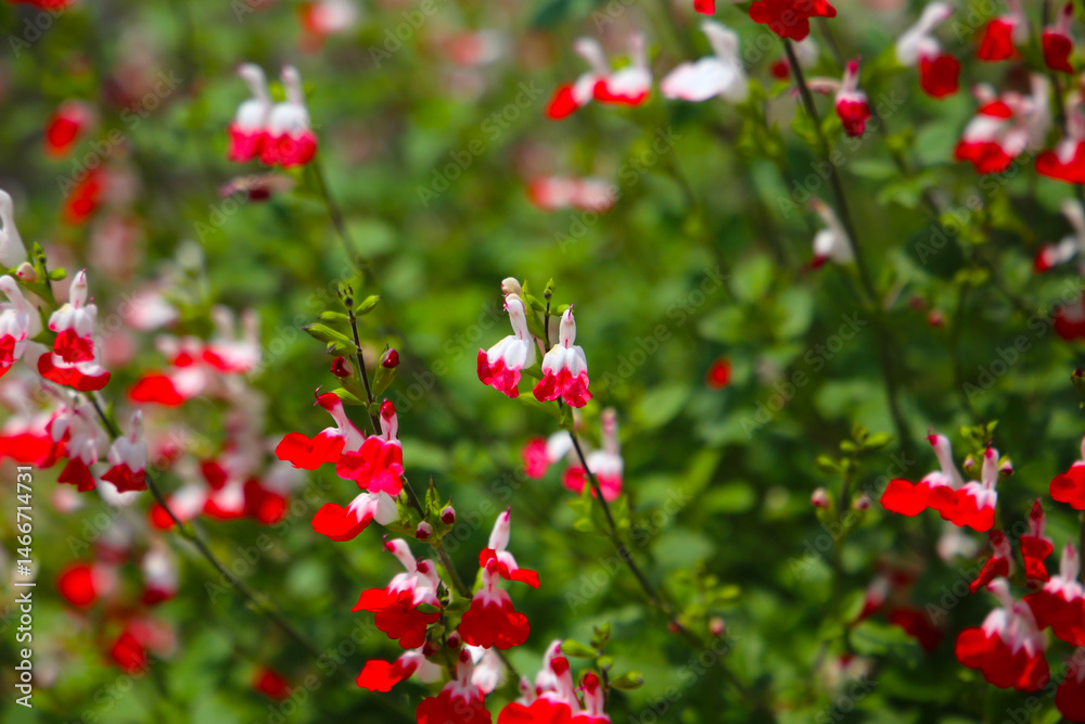 Red white flower of salvia microphylla Red white flower of salvia microphylla