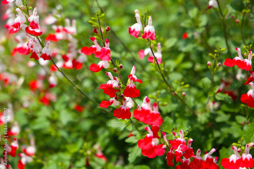 Red white flower of salvia microphylla Red white flower of salvia microphylla