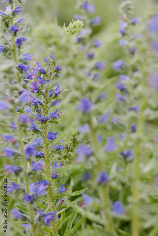 Fototapeta premium Blauer Natternkopf; Echium vulgare