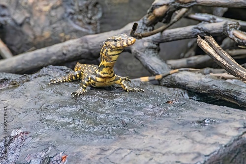 oung monitor lizard resting on wet tree bark