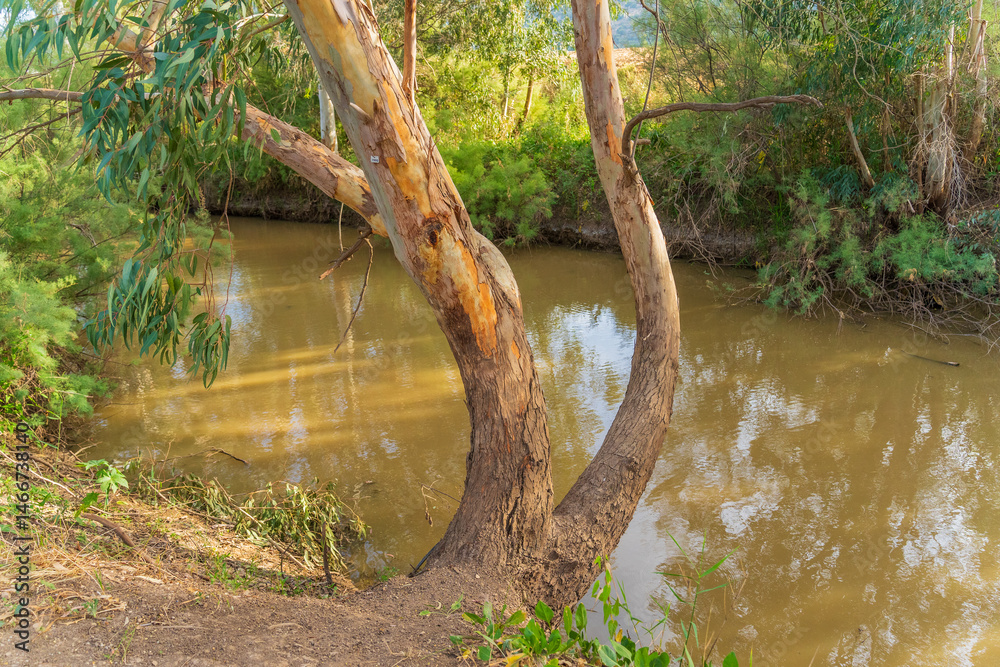 Kishon River with Eucalyptus trees
