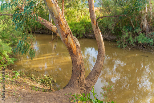 Obraz na płótnie Kishon River with Eucalyptus trees w salonie
