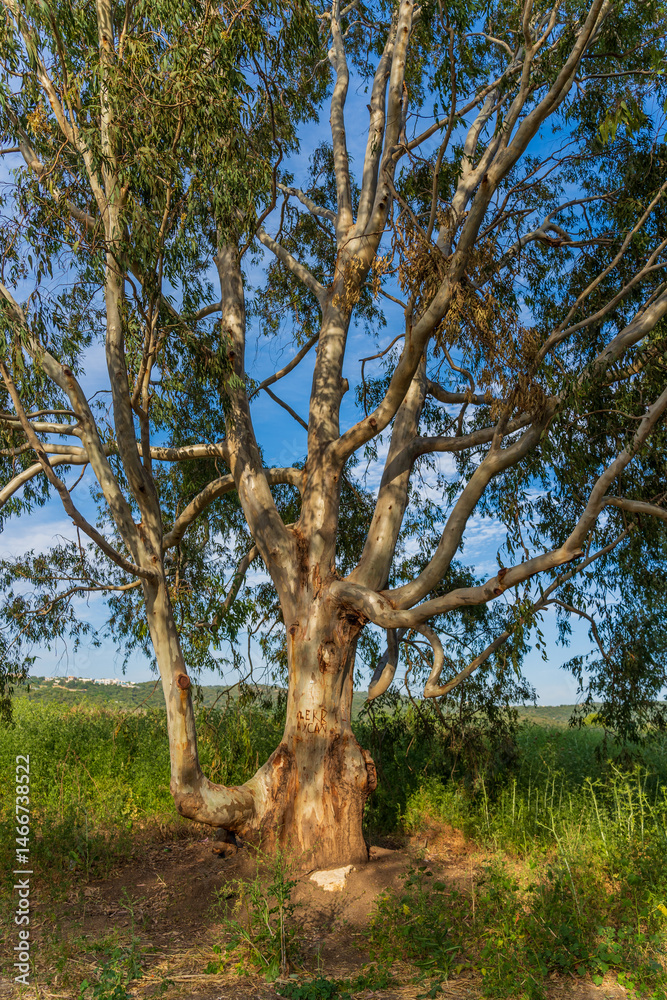 Eucalyptus trees near the Kishon River