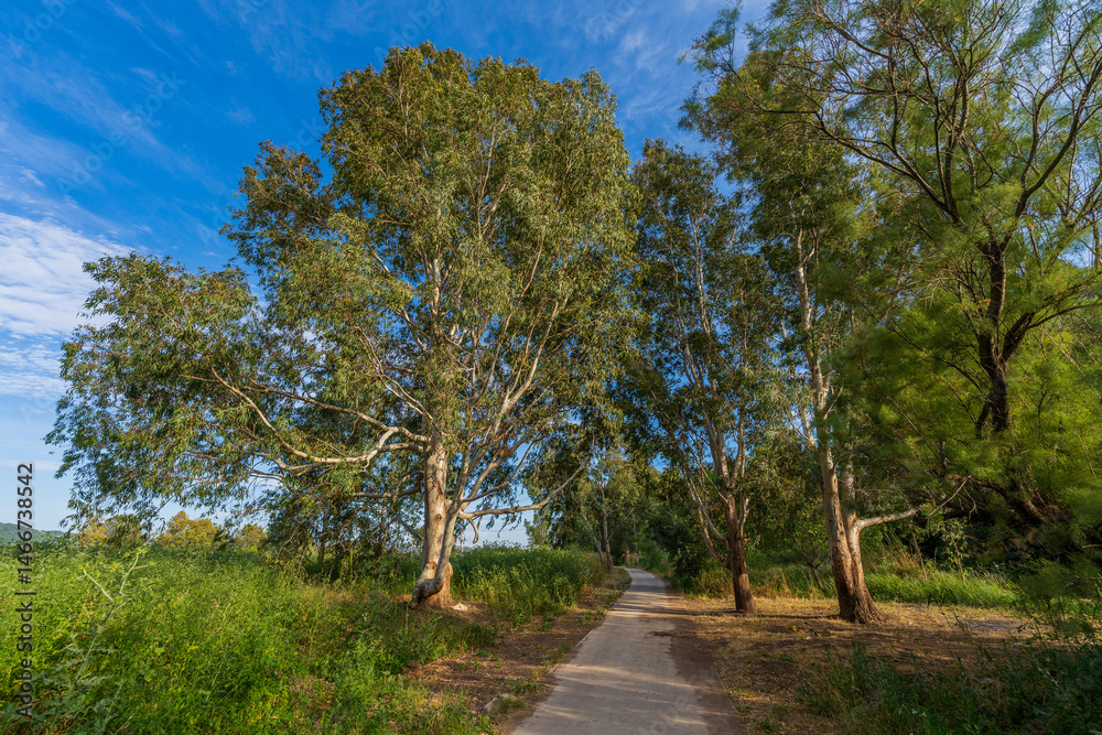 Eucalyptus trees near the Kishon River