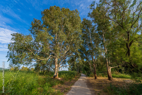 Obraz na płótnie Eucalyptus trees near the Kishon River w salonie