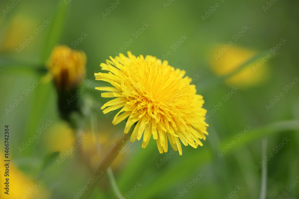 Blooming dandelion, spring flower in green grass. Meadow with dandelions
