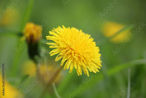 Obraz na płótnie Blooming dandelion, spring flower in green grass. Meadow with dandelions w salonie