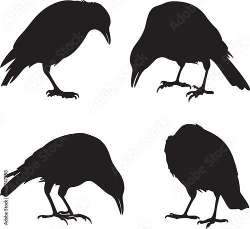 Black Crow Silhouette Vector Illustration: Set of Four Crows in Various Poses, Wildlife Bird Graphic Design Element, Vector Art