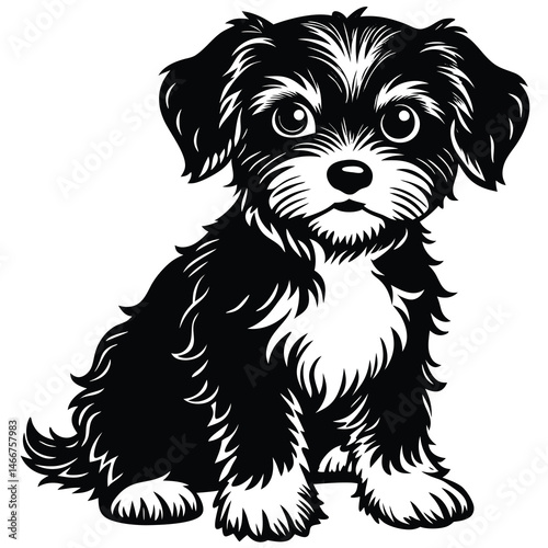 black and white puppy
