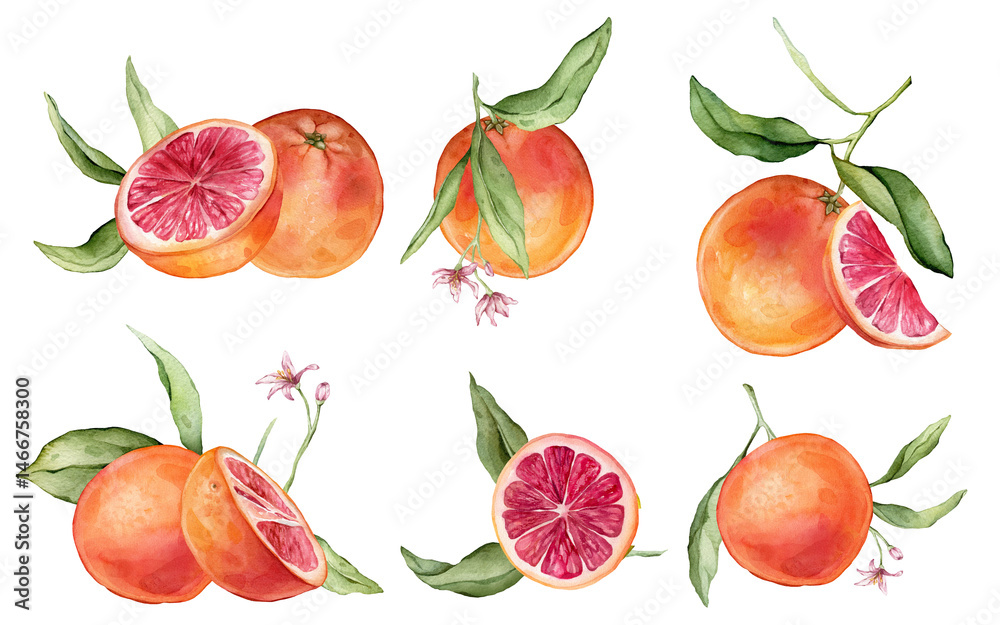 Set of slice and whole Grapefruit, peel grapefruit with green leaves isolated on white background. Hand drawn watercolor illustration of citrus Fruit and pink flowers. Clipart composition of orange.