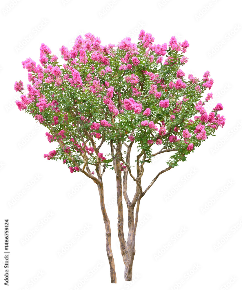 Fototapeta premium サルスベリ 8月撮影 樹高380cm