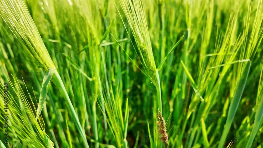 Close-up view of a vibrant green emerging wheat field swaying in the wind in a sunny field. Close-up view of a vibrant green emerging wheat field swaying in the wind in a sunny field.