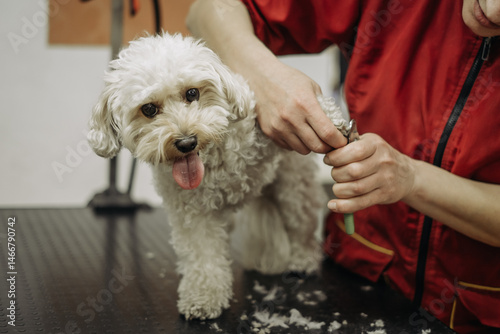 Toy Poodle Haircut by a Professional Hairdresser. Paws and Claws Trimming