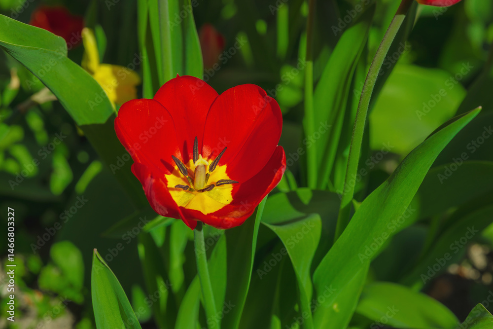 Fototapeta premium Close-up of vibrant red tulips illuminated by warm sunset light. Macro perspective highlights