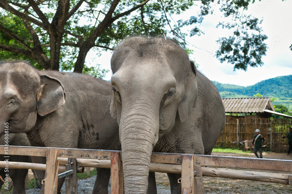 Fototapeta premium Chiang Mai, Thailand - August 10 2024: Big elephants walking in the Elephant Nature Park. Elephant jungle sanctuary for rescued elephants near Chiang Mai, Thailand. This was during a sunny day.