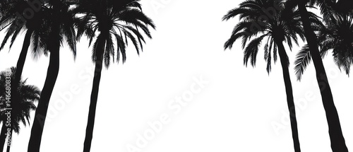 Palm trees silhouette