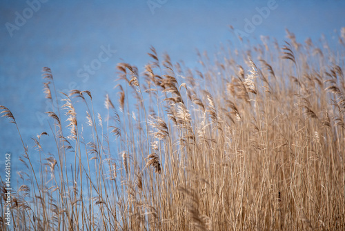 Fotografie Soothing reed