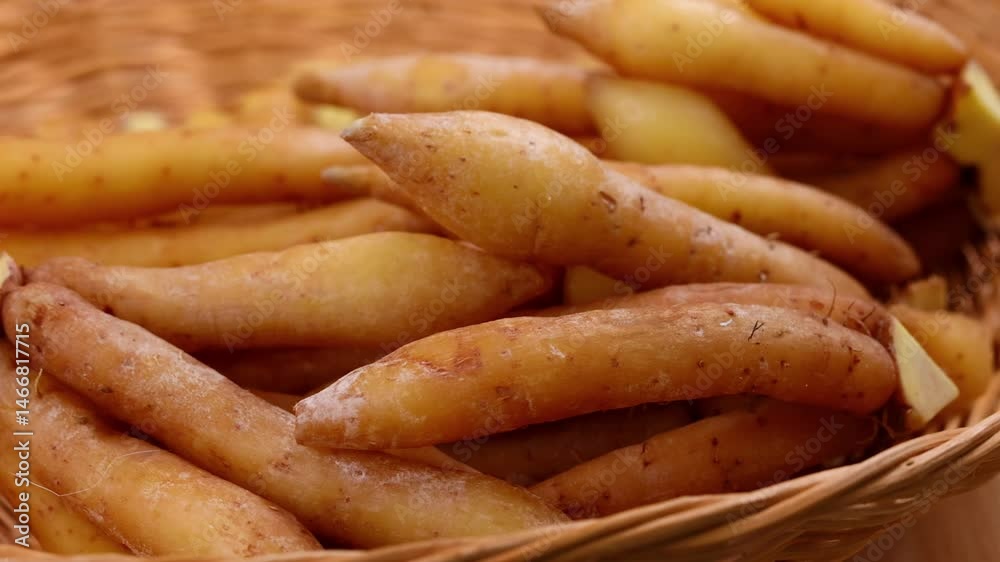 Fresh Finger root or Kaempfer (kachai) Fresh Finger root or Kaempfer (kachai)