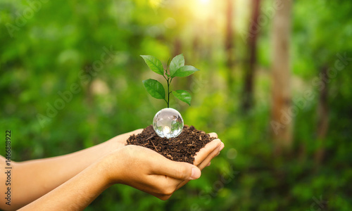 person is holding a plant in their hand, with a clear ball in the dirt