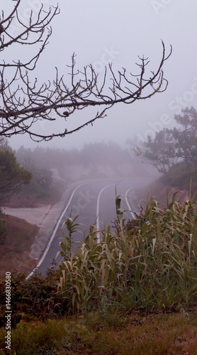 An empty winding road in a wooded area. An atmosphere of loneliness and mysticism. Light fog. Soft textures and a sense of perspective