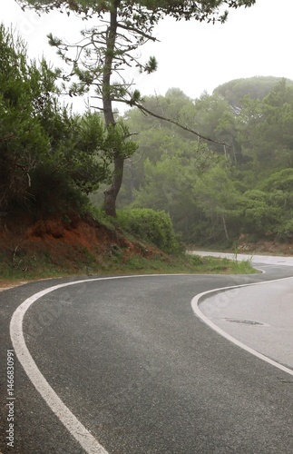 An empty winding road in a wooded area. An atmosphere of loneliness and mysticism. Light fog. Soft textures and a sense of perspective