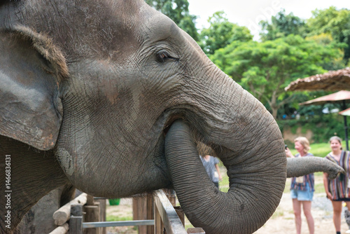 Photography Chiang Mai, Thailand - August 10 2024: Big elephants walking in the Elephant Nature Park