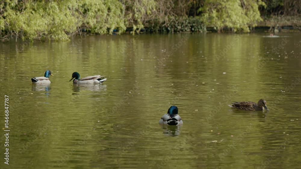 Enjoy the sight of ducks gliding across a tranquil lake nestled in a lush park. The calm water reflects the beautiful greenery, creating a serene atmosphere. Enjoy the sight of ducks gliding across a tranquil lake nestled in a lush park. The calm water reflects the beautiful greenery, creating a serene atmosphere.