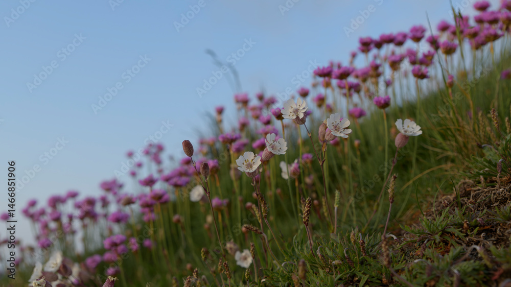 Fototapeta premium Fleurs du bord de mer en Bretagne