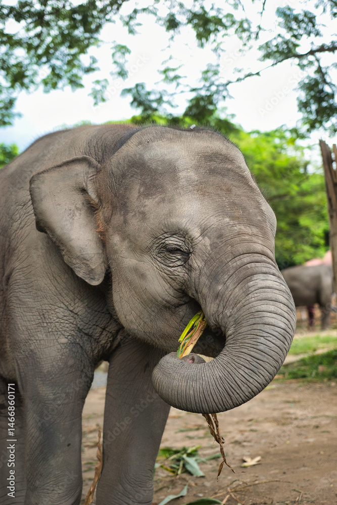 Fototapeta premium Chiang Mai, Thailand - August 10 2024: Big elephants walking in the Elephant Nature Park. Elephant jungle sanctuary for rescued elephants near Chiang Mai, Thailand. This was during a sunny day.