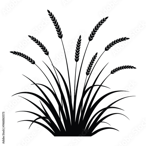 Nira Grass Silhouette, Vector, Illustration, Icon, Logo, White Background.