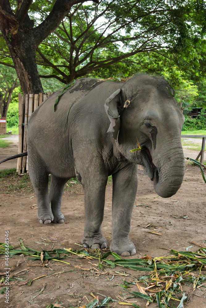 Obraz premium Chiang Mai, Thailand - August 10 2024: Big elephants walking in the Elephant Nature Park. Elephant jungle sanctuary for rescued elephants near Chiang Mai, Thailand. This was during a sunny day.