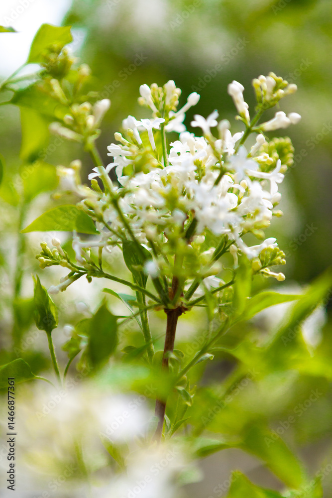 Fototapeta premium spring blossom in spring