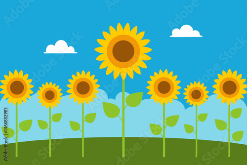 blossoming field with sunflowers stretching toward 