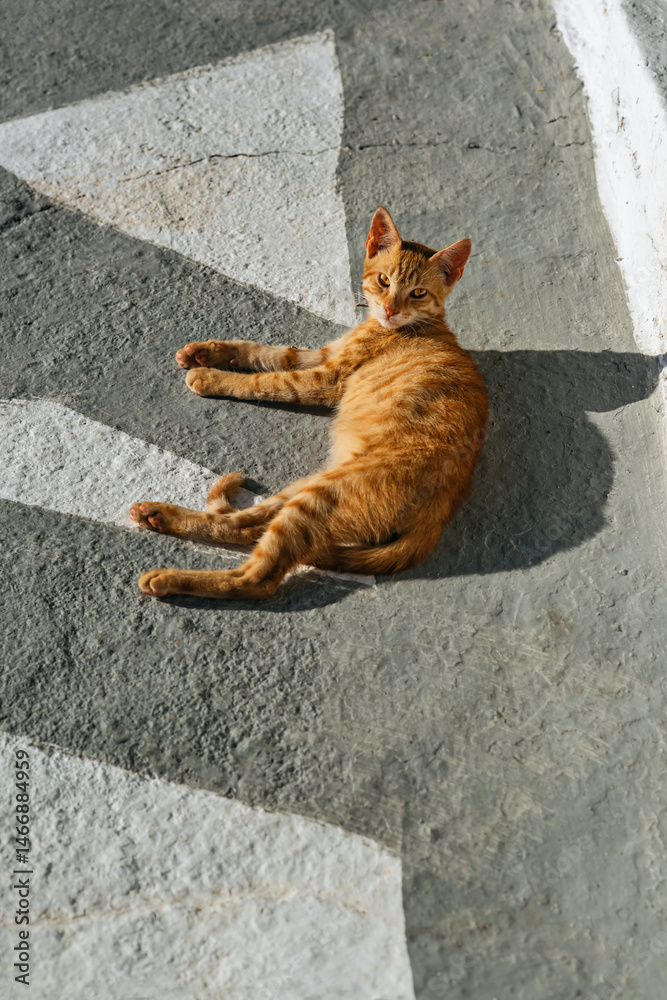 Young red stray cat lying on street in sunlight. View from above.
