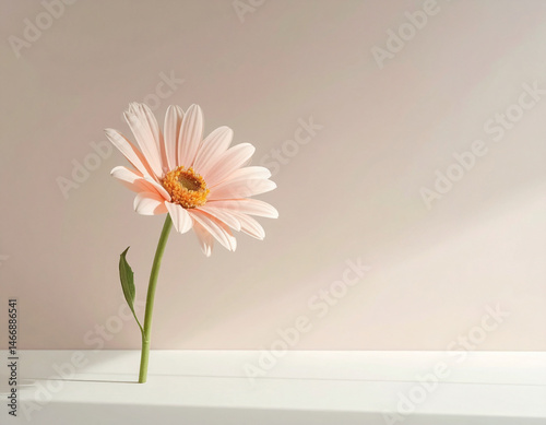 Minimalist still life image of a flower in bright pastel colors