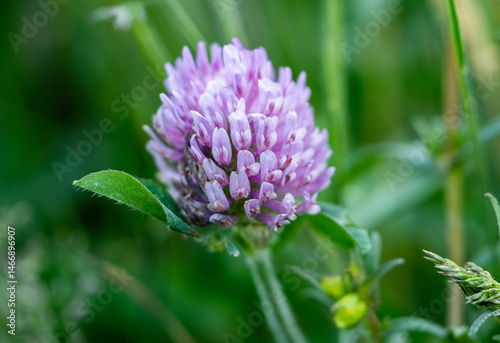 Close Up of Red Clover Bloom