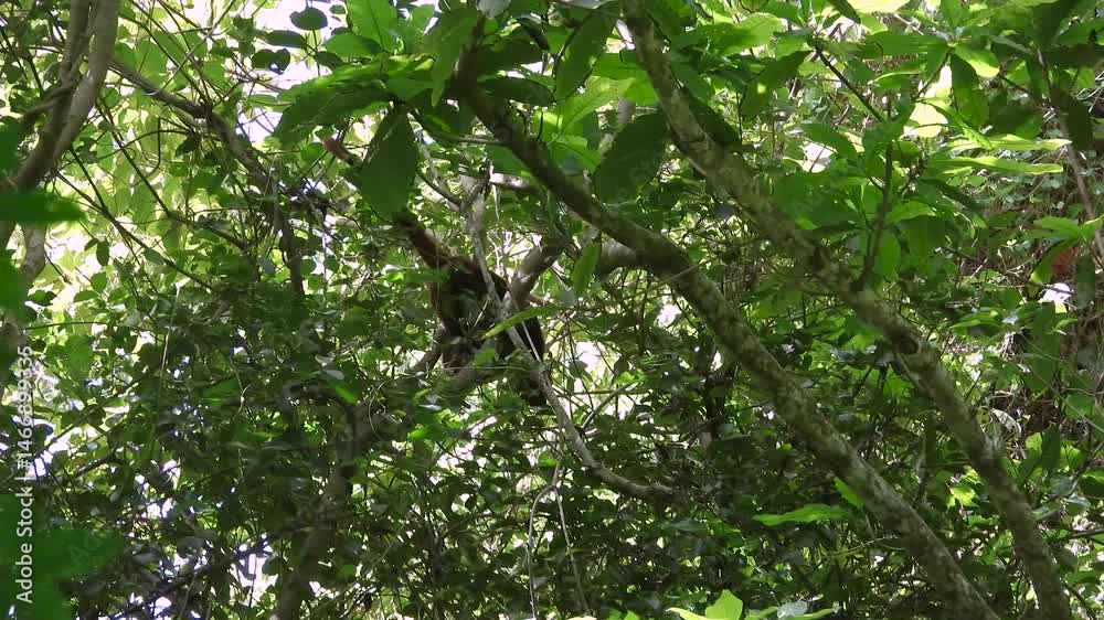 Colombian red howler monkey in the forest during the day in the Colombian coffee growing axis, Colombia, wide shot Colombian red howler monkey in the forest during the day in the Colombian coffee growing axis, Colombia, wide shot
