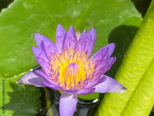 purple water lily
